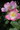 Natur 2 kl1