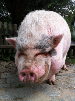 Schwein 2012
