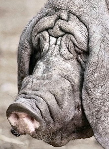 pig kl